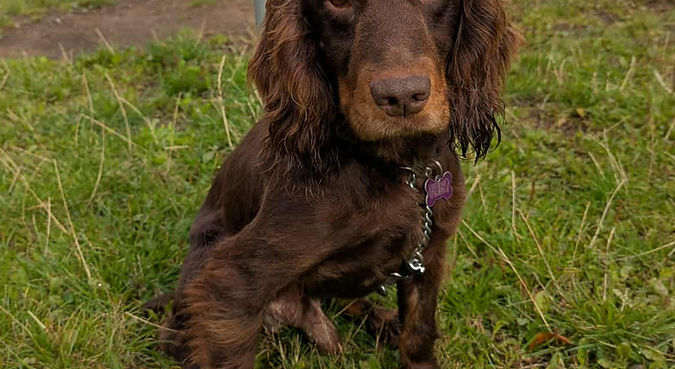 ALBIE - RESERVED (having visitors this week)