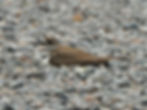 Killdeer on nest ©Phil Fowler