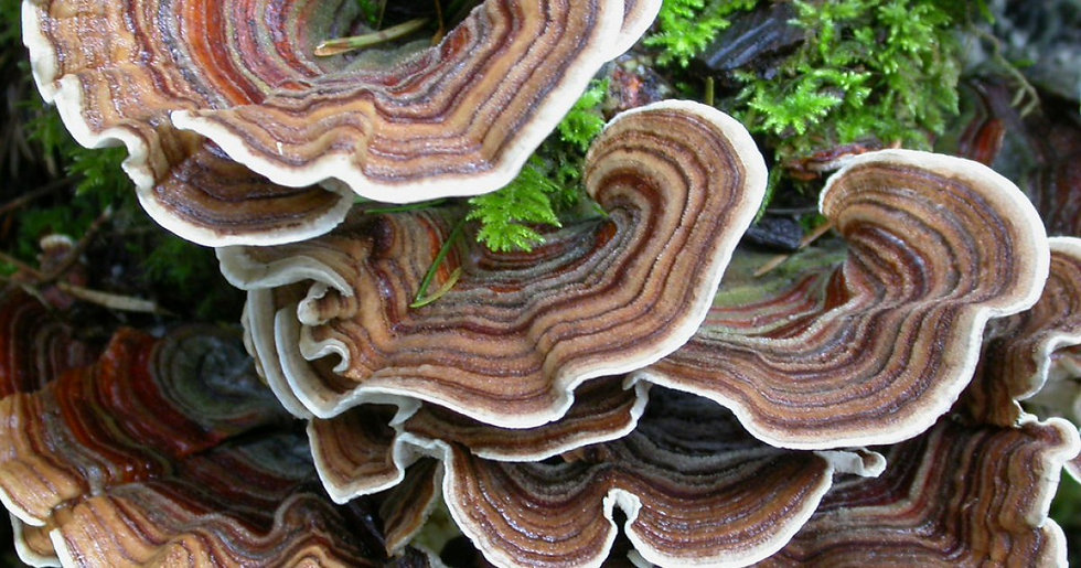 turkey_tail.jpeg