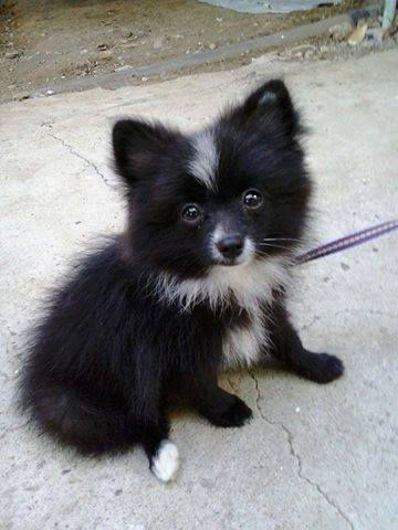 shiva at 3mos.jpg