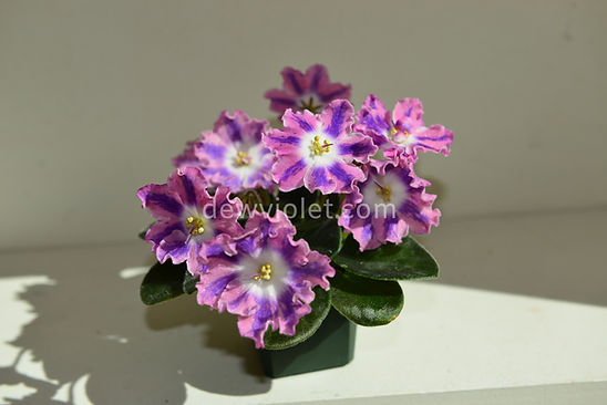 DS-Pinka - Shop African Violet Plant | Dew Violet