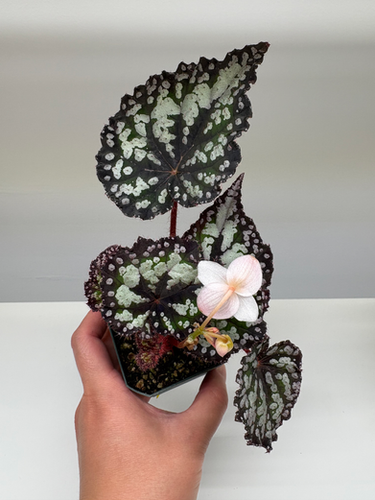 Begonia 