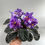 Thumbnail: Dn-Kaleidoscope (Plant in Bloom!)