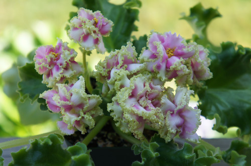 Angel's Petticoats - African Violet Chimera | Dew Violet