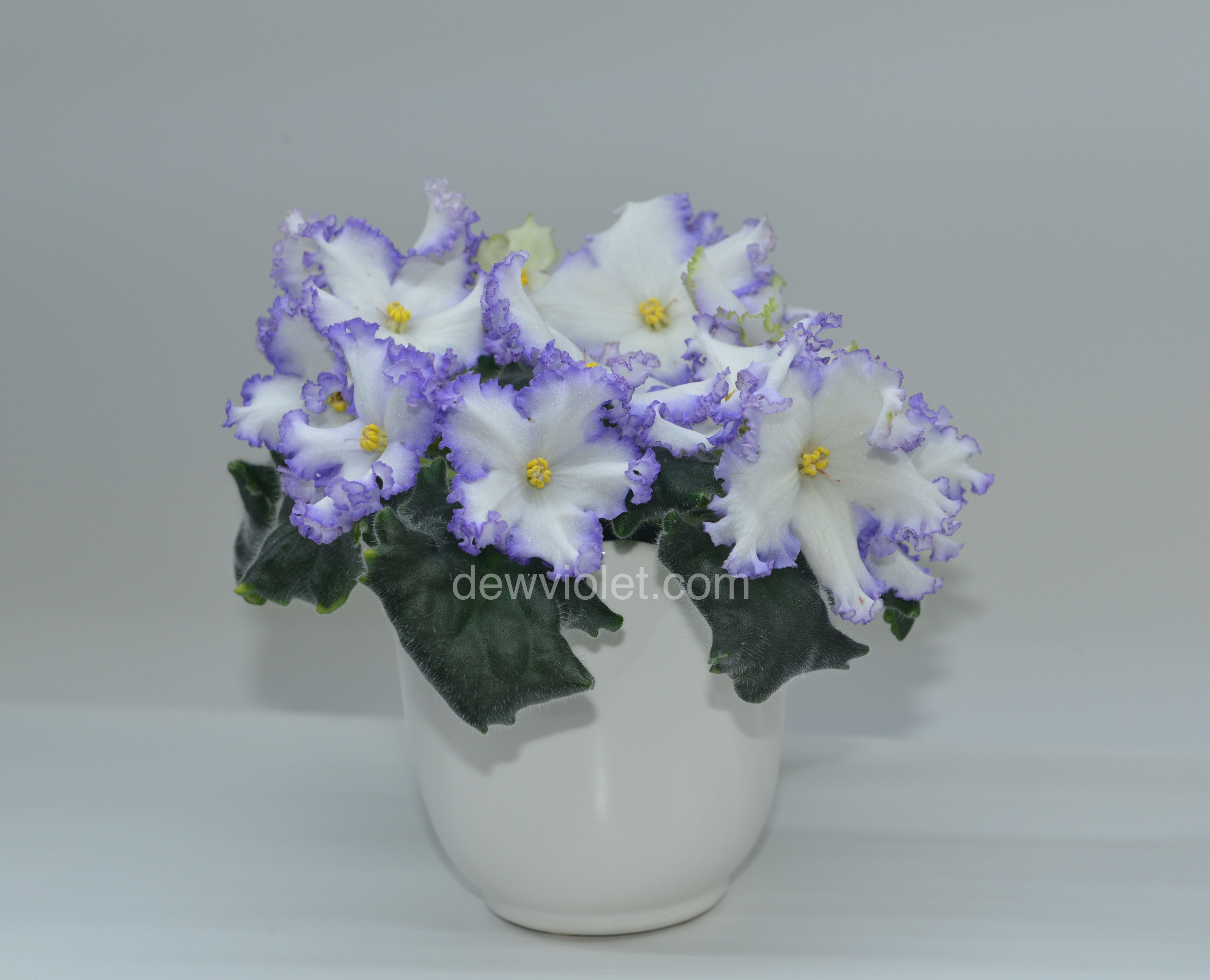 RM-Francesca / РМ-Франческа