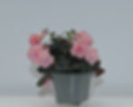 Thumbnail: Yi's Souvenir