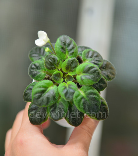 African Violet Leaf Chimera 