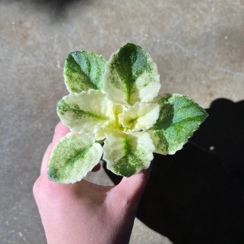 NK-Strawberry Cupcake Sport | Dew Violet