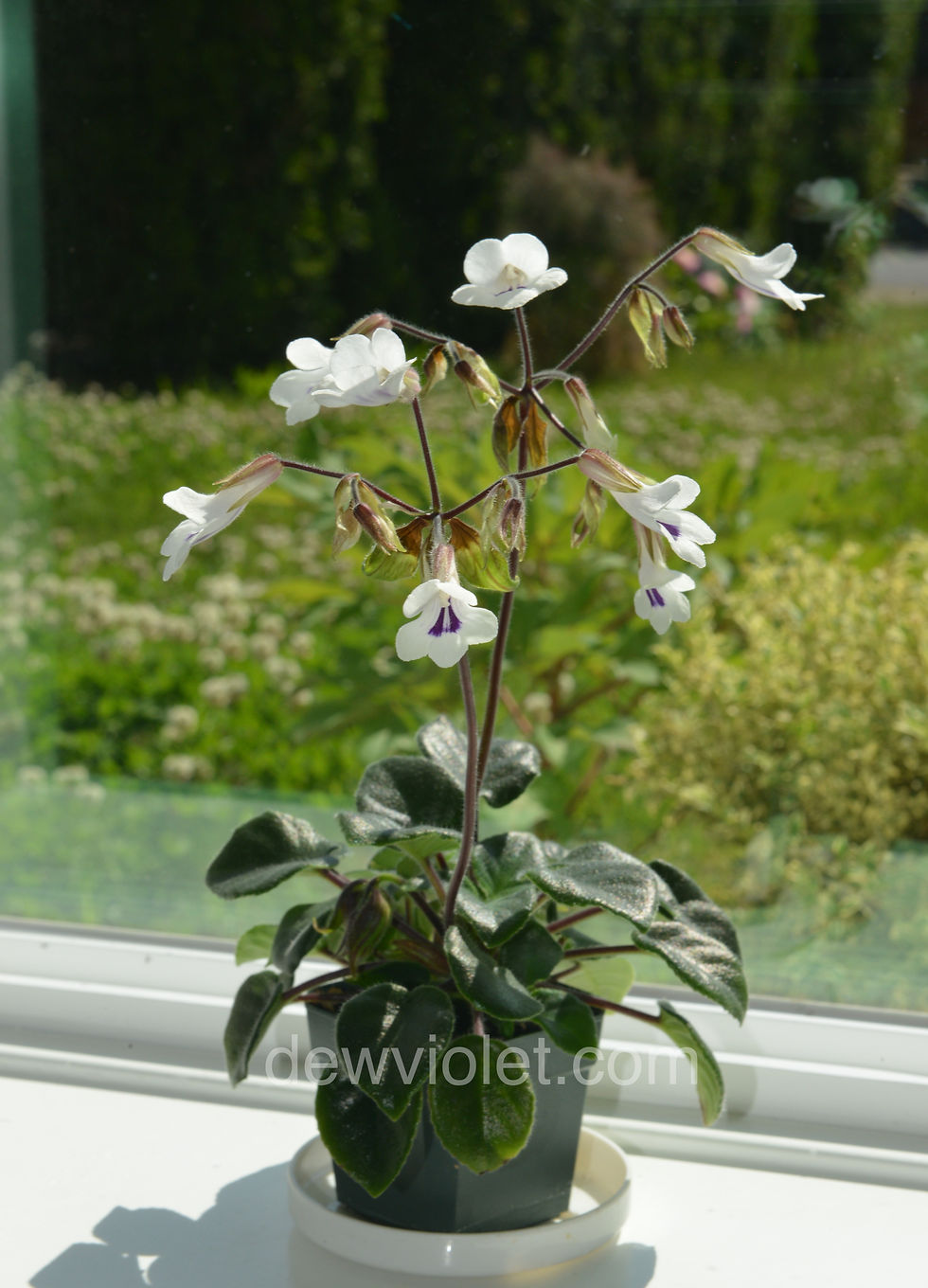 Thumbnail: Metapetrocosmea tamiana