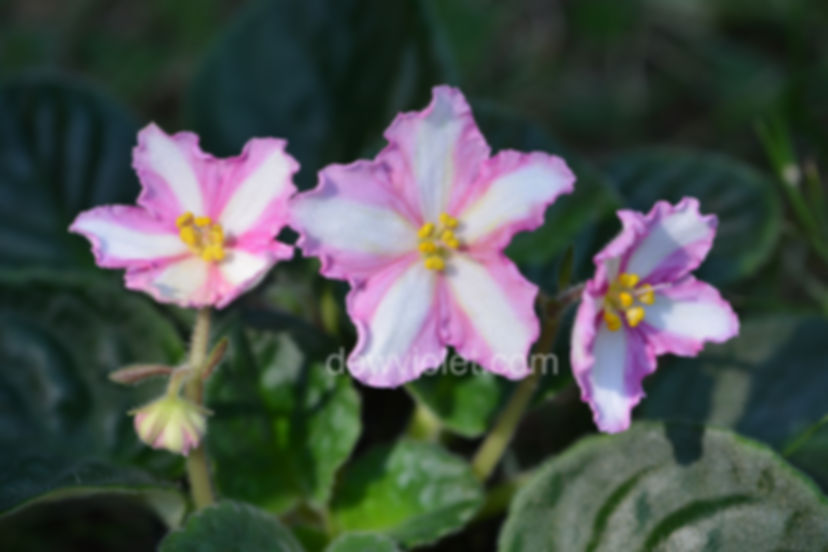 AK-Nastenka /АК-Настенька