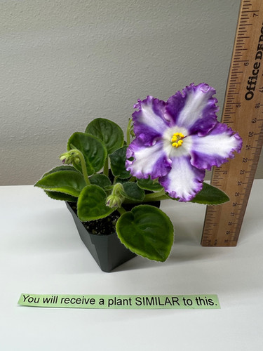 African Violet 