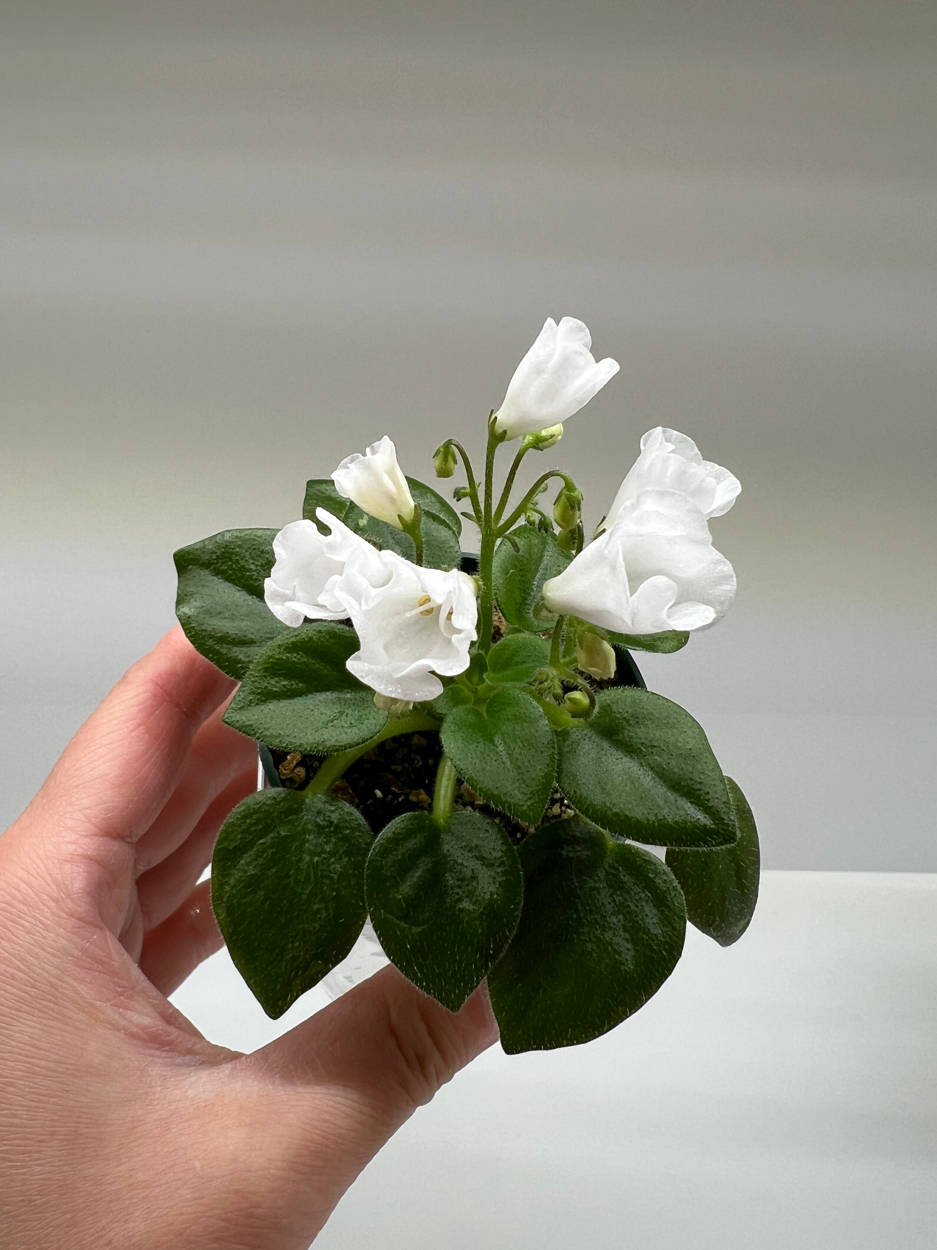 LE-Pearl Bell / ЛЕ- Жемчужный Колокольчик