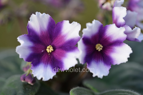 Dew's Comet | Dew Violet