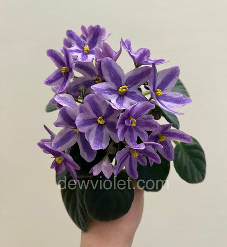 ★dumaro★ Seed Crossback Lavender DS-Lavender Tale (DS-Лавандовая Сказка) | Dew Violet