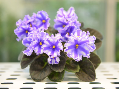 African Violet Chimera 