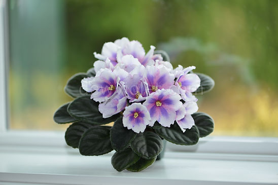 8E-Danse Macabre - African Violet Chimera