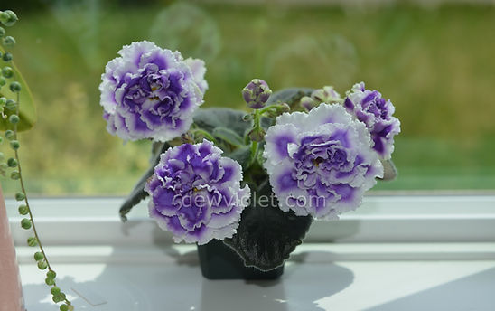 African Violet NK-Lilon Lila (НК-Лилон Лила) | Dew Violet