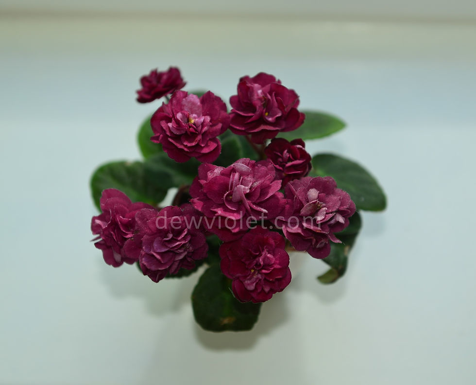 African Violet 'Jolly Texan' - Dew Violet