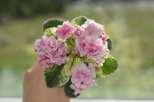 NK-Strawberry Cupcake Sport | Dew Violet