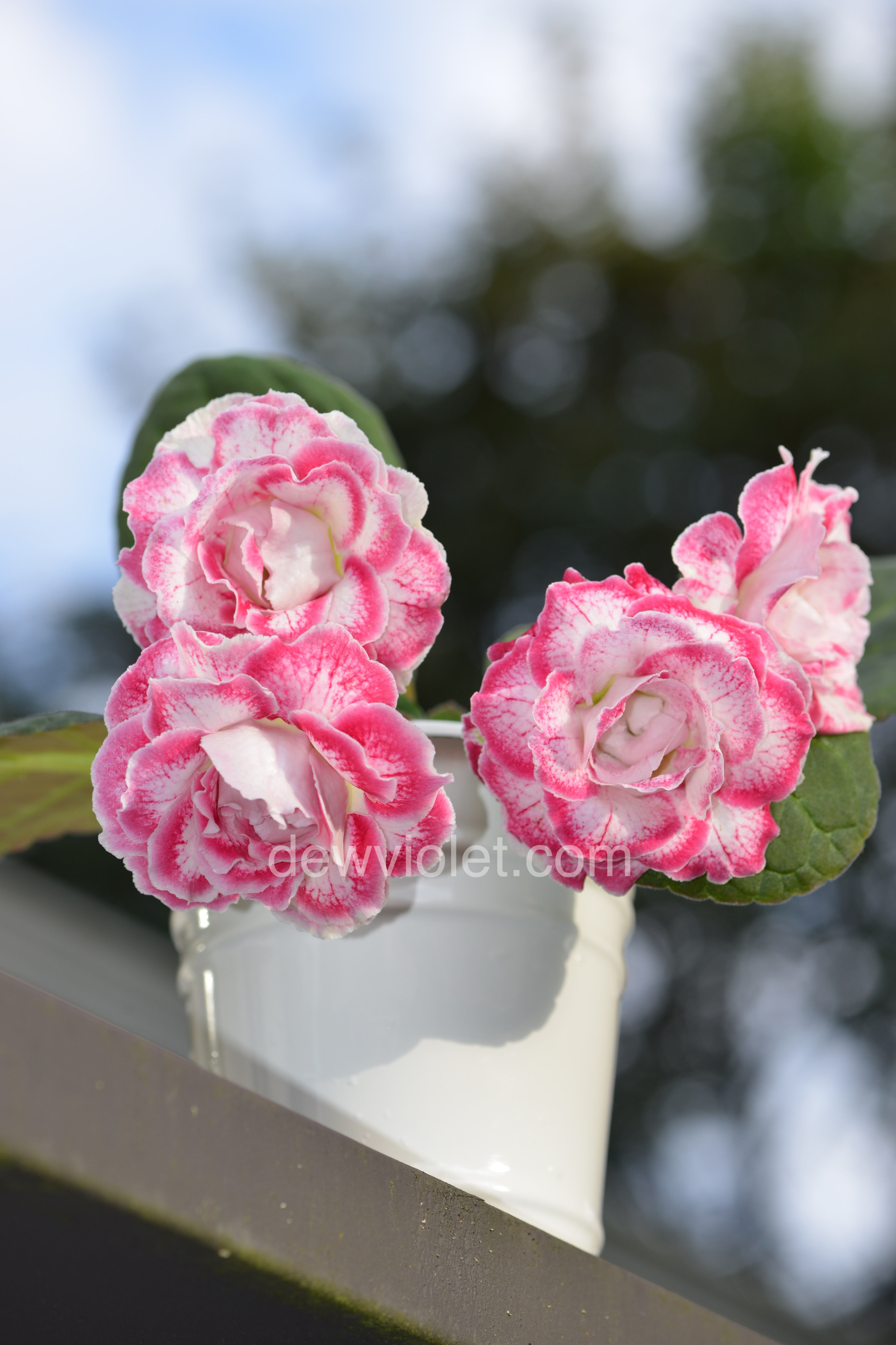 Gloxinia EN-Queen of Hearts/ ЕН-Королева сердец