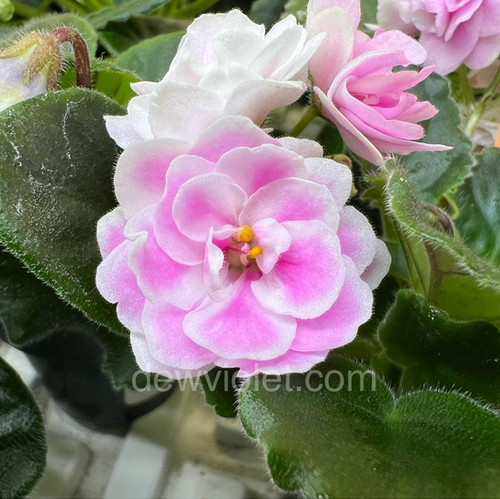 aglis ニュージーランド産　オスキウイ花粉20g Dew's Gooseberries | Dew Violet