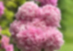 IMG_1341_edited.jpg