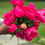 Thumbnail: Peony CSA