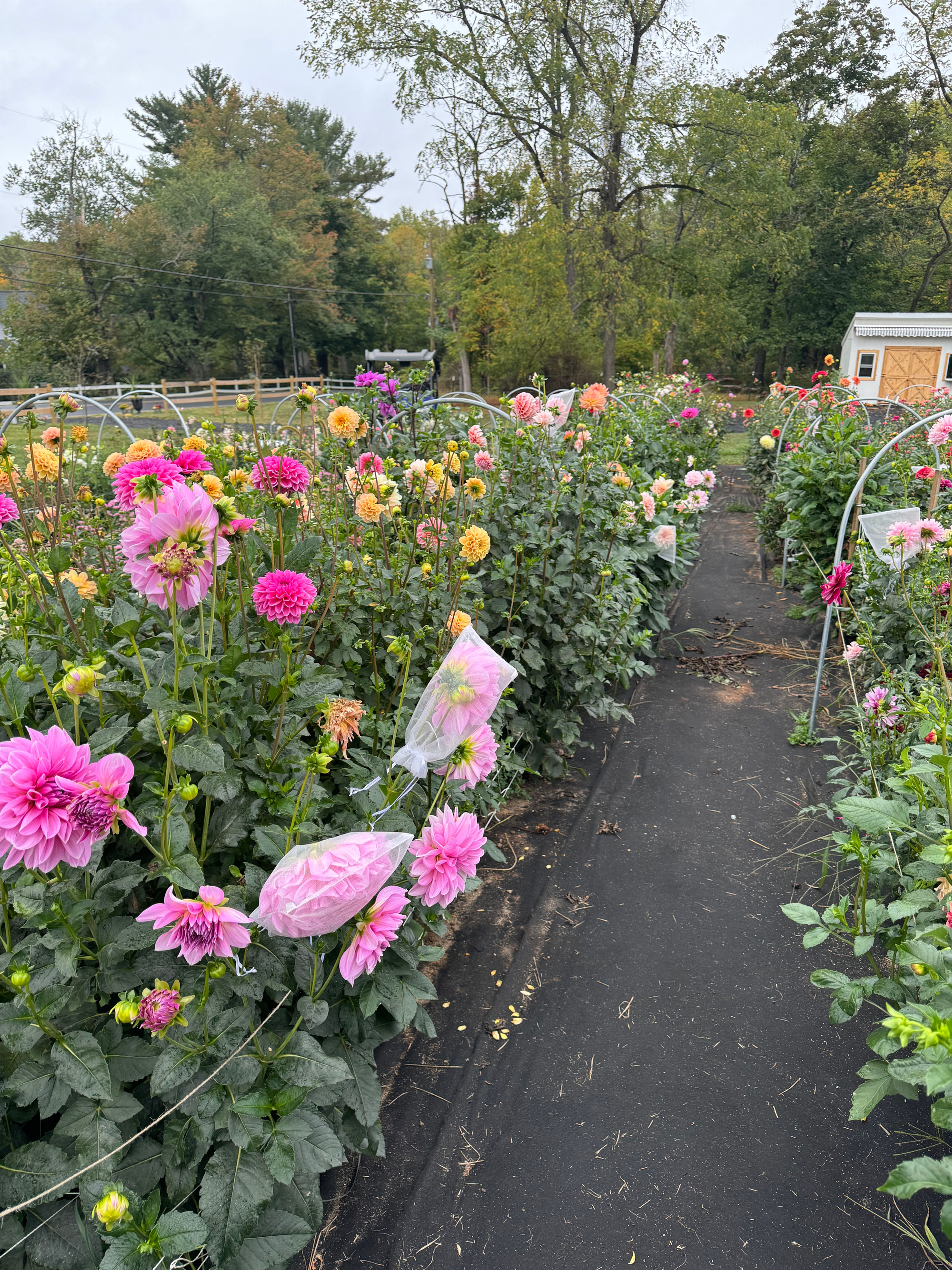 Pick your own flowers