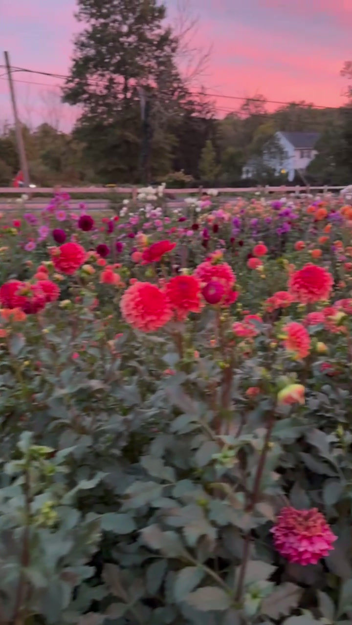 Pick your own flowers