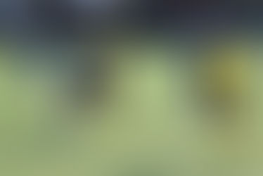 Zweite 6:3 vs Alemannia II