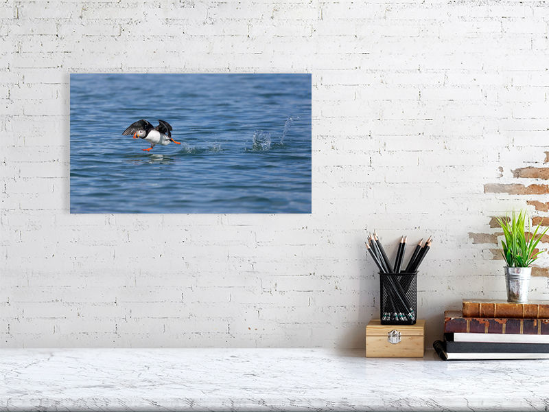 Thumbnail: Arctic puffin taking off