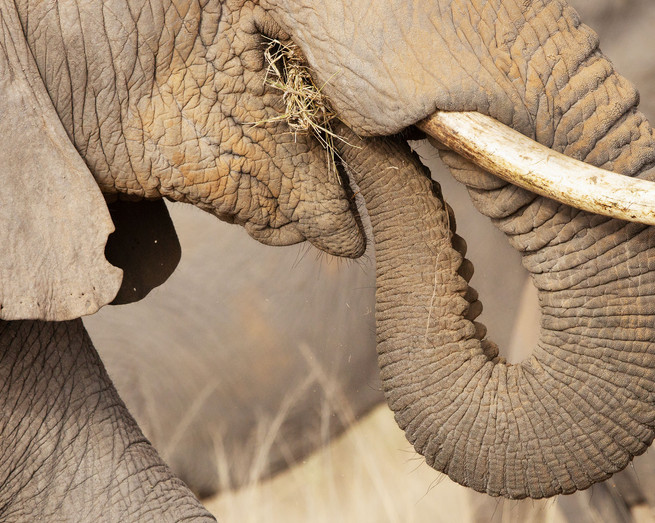 1K4A0710_elephants_trunk_web.jpg