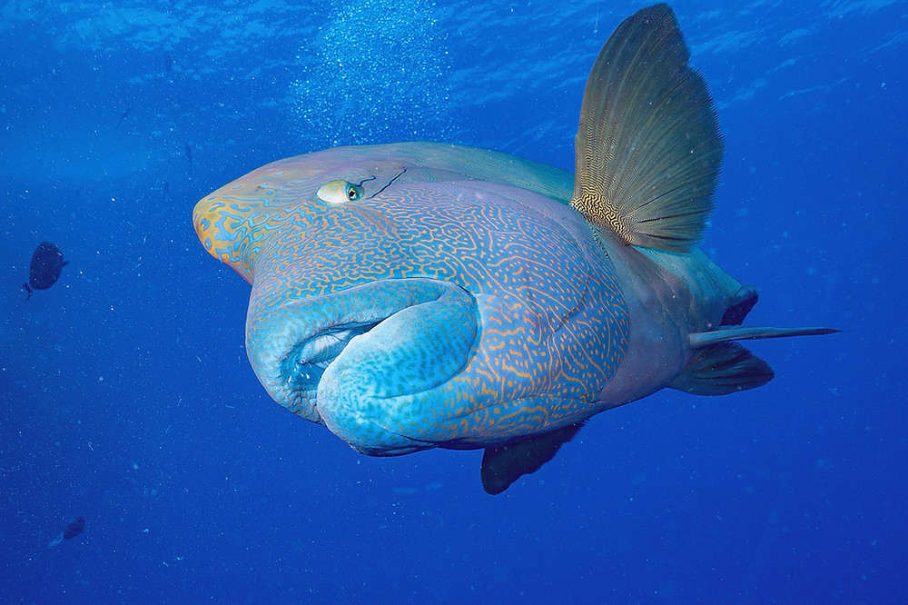 Napoleon Wrasse © Spike Piddock