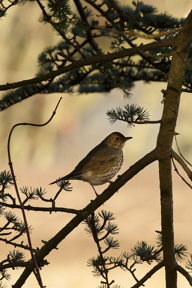 1K4A0915_bird