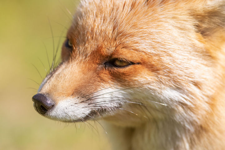A47I1967_fox.jpg