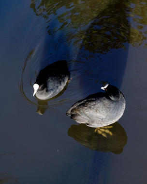 CY6A0975_coots_web.jpg
