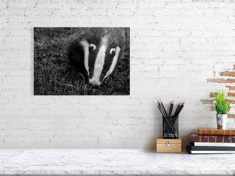 Thumbnail: Badger portrait - print or framed print