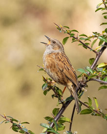 0D0A0884-dunnock_web.jpg