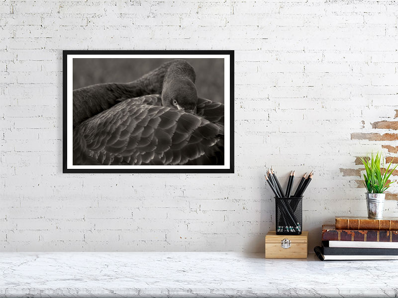 Thumbnail: The black swan - print or framed print