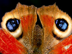 4652_Peacock Butterfly_Kevin McDonagh.jpg