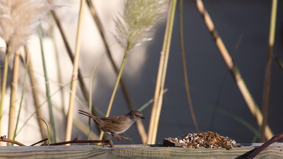 bird