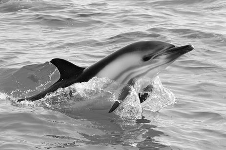 0D0A5432_dolphin_cropped_bw_web.jpg