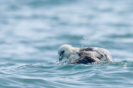 0D0A7141=batjhing-fulmar_web.jpg