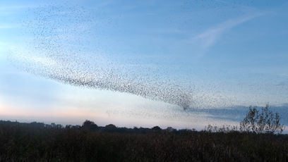 At dusk, a few starlings appeared in the sky. Soon they were joined by more starlings and a few small flocks formed. Then over the space of about fifteen minutes, a seemingly endless number of starlings flew over from all directions to join them, becoming as one while choosing their nighttime accommodation on the reed beds below. In no time the sky was completely full of starlings and the sky looked like it had been splattered by swirling ink splatters. Patterns formed akin to those the Northern Lights tend to make The sound of their chattering was as loud a waves crashing on stormy sea.