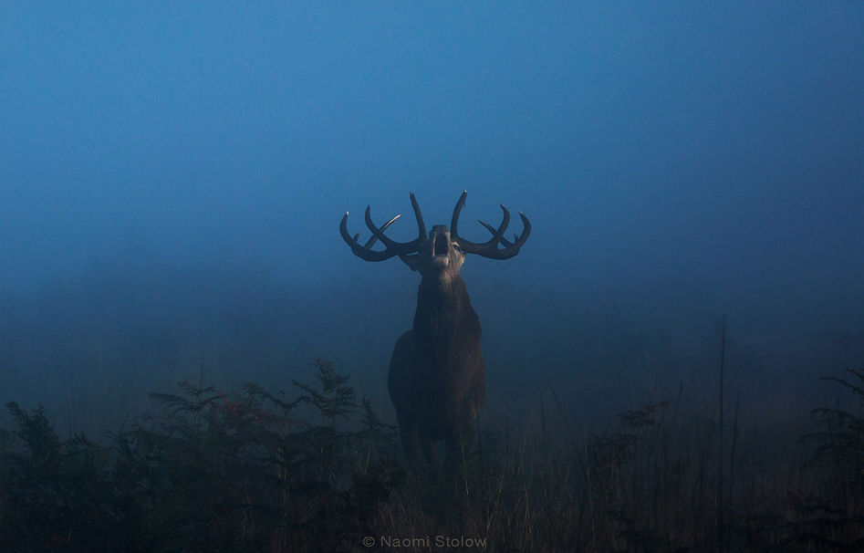 Stag at dawn