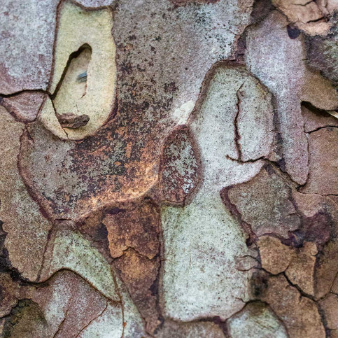 Tree bark