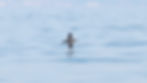 0D0A8599-shearwater_web.jpg