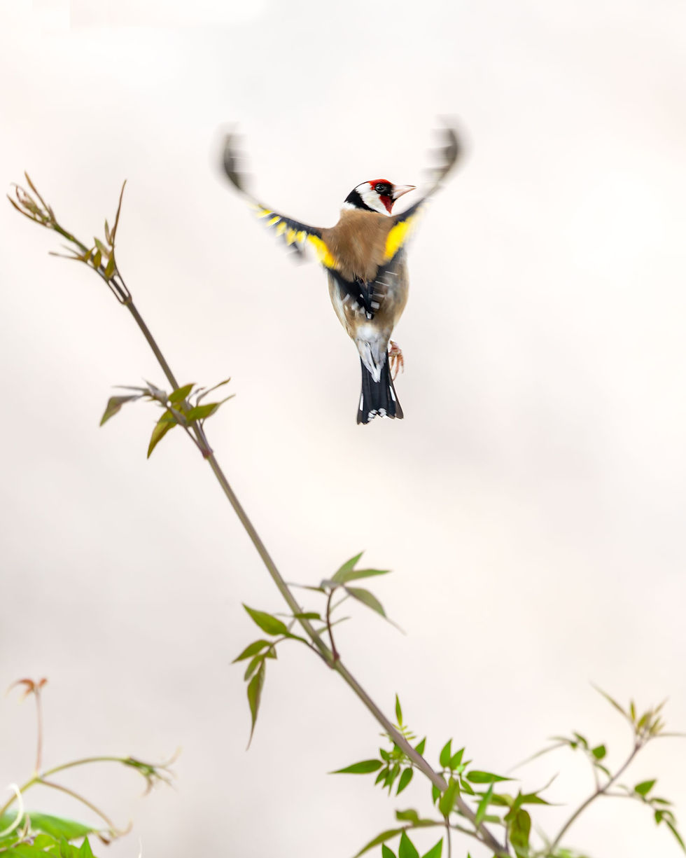 Photo of a goldcrest flying