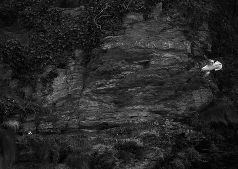 0D0A5172-fulmars_web.jpg