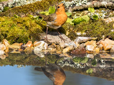 5265_Robin_Robert Kent.jpg